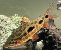 Leporinus sp. 'strawberry'