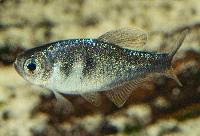 Hyphessobrycon weitzmanorum