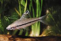 Chilodus punctatus