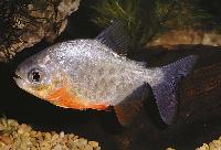 Piaractus brachypomus