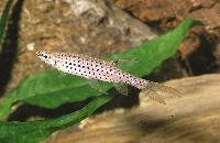 Copella nattereri