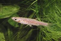 Copella nattereri