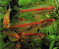 Hyphessobrycon erythrezomus