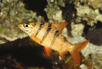Distichodus sexfasciatus