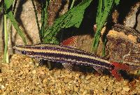 Anostomus anostomus