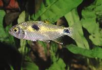 Exodon paradoxus