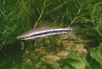 Anostomus ternetzi