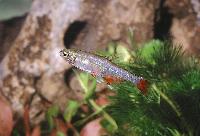 Aphyocharax anisitsi