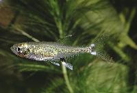 Aphyocharax paraguayensis