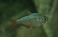 Hyphessobrycon columbianus