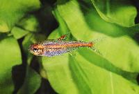 Hemigrammus erythrozonus