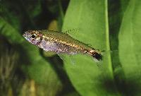 Hemigrammus hyanuary