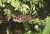 Hemigrammus ocellifer