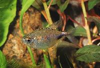 Hemigrammus pulcher