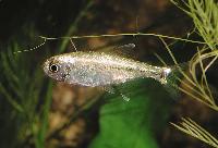Hemigrammus rodwayi