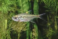 Hemigrammus ulreyi