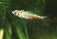 Aphyocharax rathbuni