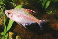 Hyphessobrycon erythrostigma