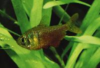 Hyphessobrycon flammeus