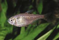 Hyphessobrycon griemi