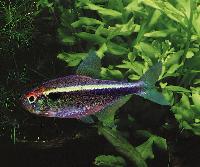 Hyphessobrycon herbertaxelrodi