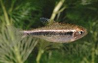 Hyphessobrycon heterorhabdus