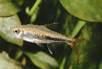 Hyphessobrycon loretoensis
