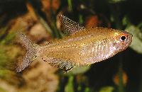 Hyphessobrycon pulchripinnis