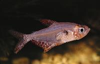 Hyphessobrycon rosaceus