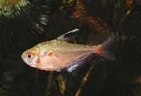Hyphessobrycon socolofi