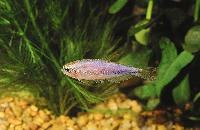 Inpaichthys kerri