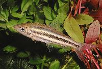 Leporinus arcus