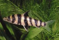 Leporinus desmotes