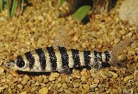 Leporinus fasciatus