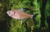 Hyphessobrycon megalopterus