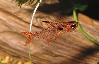 Hyphessobrycon sweglesi