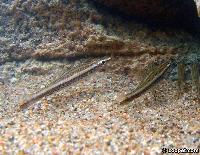 Nannostomus eques