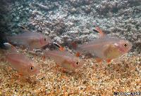 Hyphessobrycon  rosaceus "white fin"