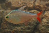 Hyphessobrycon columbianus