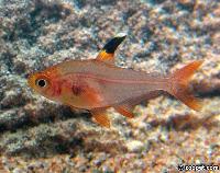 Hyphessobrycon sweglesi