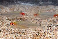Petitella georgiae