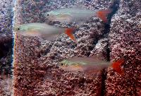 Prionobrama filigera