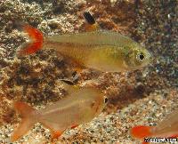 Hyphessobrycon sp. "mantecal"
