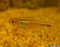 Hyphessobrycon metae