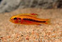 Poeciliocharax weitzmani