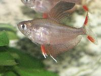 Hyphessobrycon rosaceus