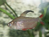 Hyphessobrycon rosaceus