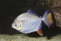 Metynnis argenteus