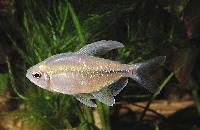 Moenkhausia pittieri