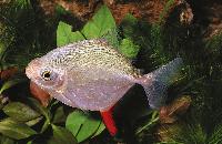 Myloplus rubripinnis